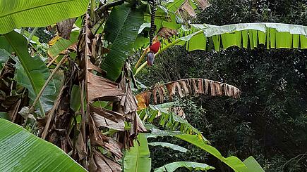 Banana tree on Pitcairn