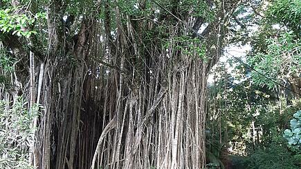 Banyan-Baum on Pitcairn