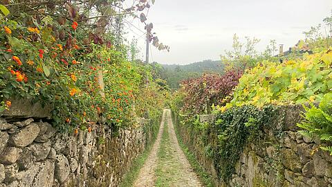 Field path on the Way of St. James Portugal